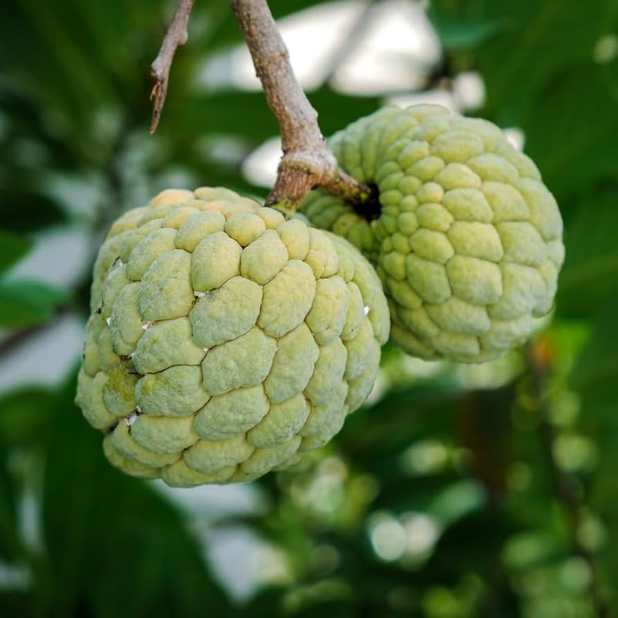 Sugar Apple Seeds (Annona squamosa) – 5 Organic Seeds for Sweetsop Tree, Zones 9-11