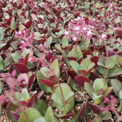 Crassula streyi 'Pondo Cliff' Cutting in 4" Pot – Succulent with Burgundy Underside