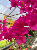 Bougainvillea Fuchsia Pink – 7 Unrooted 6" Cuttings, Climbing Vine for Full Sun