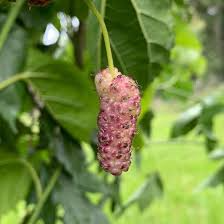 Tehama Mulberry Scion Cuttings (3) - 8" Unwashed, White Non-Staining Fruit for Grafting