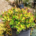 Crassula Ovata Jade Plant Cuttings (2) 3–5" | Easy Indoor/Outdoor Succulent