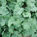 Premier Kale Seeds (Early Hanover) - Heirloom, Cold-Hardy, Non-GMO | Zones 3-9