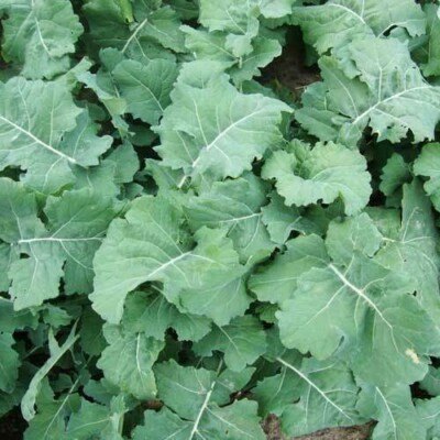 Premier Kale Seeds (Early Hanover) - Heirloom, Cold-Hardy, Non-GMO | Zones 3-9