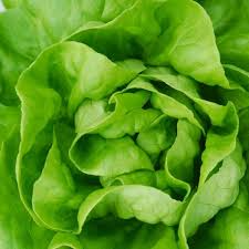 White Boston Buttercrunch Lettuce Seeds - Heirloom, Heat-Tolerant, Slow-Bolting (Lactuca sativa) - 1000 seeds