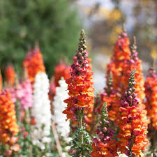 Candy Tops Mix Snapdragon Seeds (Antirrhinum majus) - 1000+ Seeds, Compact, Early-Blooming