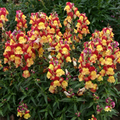 Antirrhinum majus Oriental Lantern Snapdragon Seeds - 1000+ Fiery Blooms for Garden & Cut Flowers