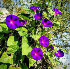 Ipomoea Purpurea Mix Morning Glory Seeds - Tall, 8-10 ft Vine, Blue/Purple/Pink/White
