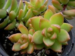 Sedum Adolphi Golden Glow - 3 Live Cuttings | Yellow-Green Rosettes to Orange-Red in Sun