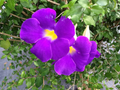 Thunbergia erecta King's Mantle Cuttings - 7 Purple-Flowering Climbing Shrubs (Unrooted 6" Cuttings)