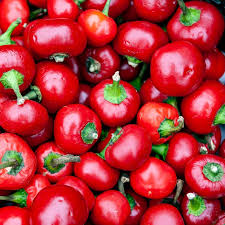 Cherry Hot Red (Cherry Bomb) Pepper Starter Plants - 3 Starter Plants, Capsicum annuum