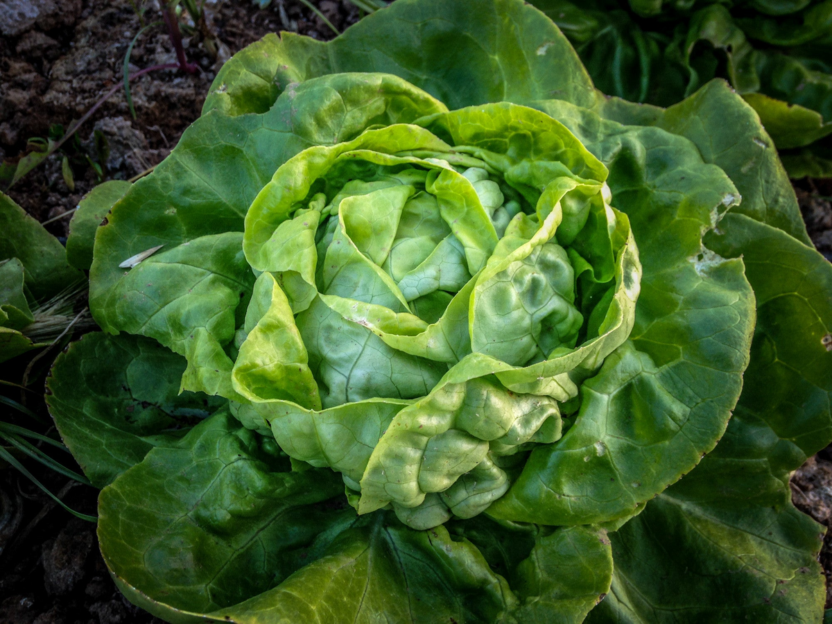 Buttercrunch Butterhead Lettuce Seeds - Lactuca sativa, Heirloom, Non-GMO, 1g (~800 seeds)