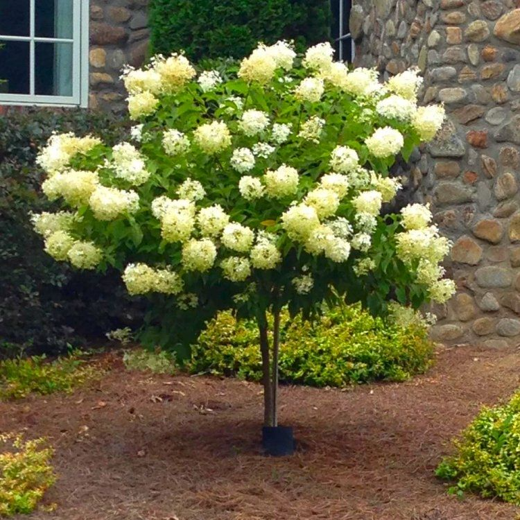 8 Unrooted Limelight Hydrangea Cuttings | Hydrangea paniculata 'Limelight' for Rooting