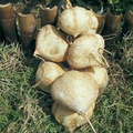 True Jicama Seeds | Pachyrhizus erosus - Heirloom, Non-GMO, 5 Seeds