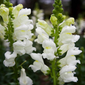 Antirrhinum majus Rocket White Snapdragon Seeds - 1000+ Pure White Blooms