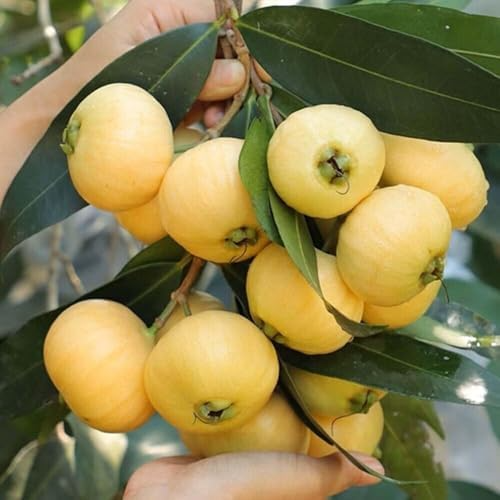 Golden Rose Apple (Syzygium jambos) Live Rooted Plant - 4"+ Tall, Tropical Fruit Tree