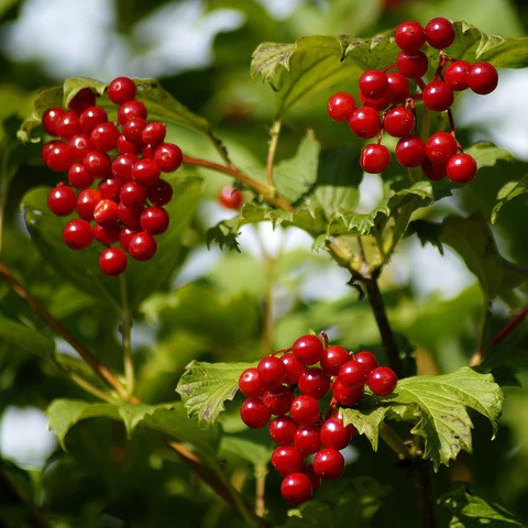 American Cranberry Bush Viburnum trilobum Bare Root Plant 12-14"