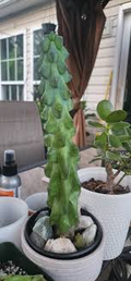 Ish Boobie Cactus Starter Plant - 3" Live Cactus Cutting
