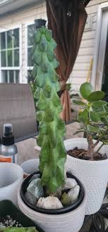 Ish Boobie Cactus Starter Plant - 3" Live Cactus Cutting