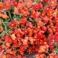 Candy Showers Orange Snapdragon Seeds (Antirrhinum majus) - 1000+ Seeds for Trailing Blooms
