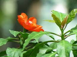 Pereskia lychnidiflora (Wax Rose Cactus) Rooted Cutting Starter Plant - 4" Pot