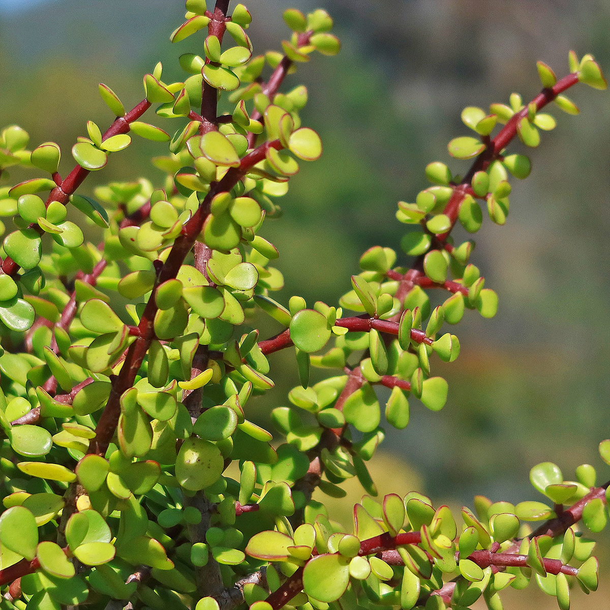 Portulacaria afra Green Elephant Bush - Rare Mini Jade Tree Bonsai, 4" Bare Root Plant