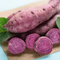 All Purple Sweet Potato Starter Plant (5 lb) – Organic, Japanese Variety, Fast-Growing