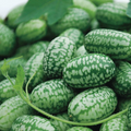Mexican Sour Gherkin Seeds (Cucamelon) - Mouse Melon, Non-GMO, 1-2" Fruit, 24-26" Vines