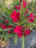 Oleander Red - 7 Live 6" Unrooted Cuttings | Drought-Tolerant Evergreen Shrub
