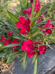Oleander Red - 7 Live 6" Unrooted Cuttings | Drought-Tolerant Evergreen Shrub