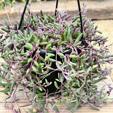 Othonna Capensis Ruby Necklace Cuttings - 4-6" Trailing Succulent (4 pieces) Starter Plant