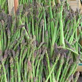 Jersey Giant Asparagus Bare Root Crowns - 10 Two-Year-Old Plants, Cold Hardy & High Yield (Asparagus officinalis)