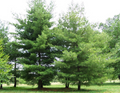Pine Tree Seedlings (10) Bare Root 3"-6" Tall – Fast-Growing Wild Pines for Landscaping