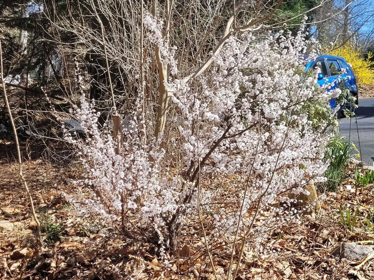Dwarf Nanking Cherry Prunus tomentosa - 10 Unrooted Semi-Hardwood Cuttings (6-7 in)