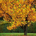 Tulip Poplar Tree Seedling (Liriodendron tulipifera) - Live Seedling for Planting