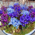 Iris Reticulata Mix Bulbs - Purple & Blue Dwarf Iris, 4-6" Tall, Early Spring Blooms