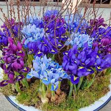Iris Reticulata Mix Bulbs - Purple & Blue Dwarf Iris, 4-6" Tall, Early Spring Blooms