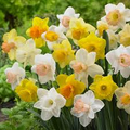 Narcissus Trumpet Daffodil Mix - 6 Flower Bulb Starter Plants (Yellow, White, Orange, Pink, Green)