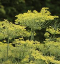 Dukat Dill Seeds - 500 Non-GMO Heirloom Dill Seeds for 2-4 ft Plants, 85 Days