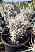 Tephrocactus Weberii Rooted Cuttings - 7 White-Thorn Cactus, Rare Collector's Specimen