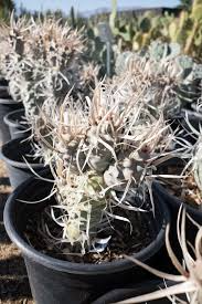 Tephrocactus Weberii Rooted Cuttings - 7 White-Thorn Cactus, Rare Collector's Specimen