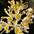 Myrmecophila brysiana 'Dudenick' Orchid | 4