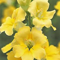 Chantilly Cream Yellow Snapdragon Seeds (Antirrhinum majus) - 1000+ Seeds