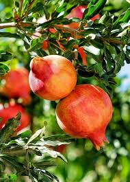 Punica Granatum Pomegranate - 7 Live 6" Unrooted Cuttings