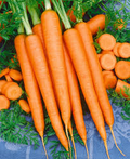 Carrot Tendersweet Seeds (Daucus carota) - 500mg ~300 Seeds, Heirloom, Non-GMO