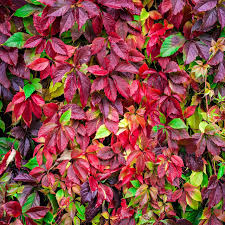 Virginia Creeper Vine Starter Plants (Parthenocissus quinquefolia) - 10 Bare Root Climbing Vines