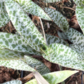 Ledebouria socialis ‘Silver Squill’ Bare Root – Variegated Drought-Tolerant Succulent