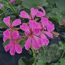 Geranium Pelargonium Cascade Pink - 3 Live 6" Unrooted Cuttings, Trailing Pink Blooms