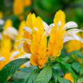 Yellow Shrimp Plant - 1 Live Starter Plug (Justicia brandegeana / Pachystachys lutea) 5 inches