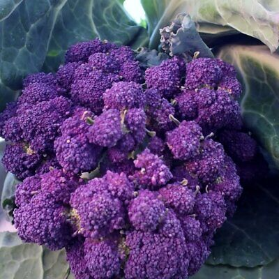 Purple Sprouting Broccoli Seeds - 1,500 Seeds, Non-GMO Heirloom