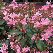 Indian Hawthorne Pink Dancer Cuttings – 7 Live 6" Starter Plants, Rhaphiolepis indica